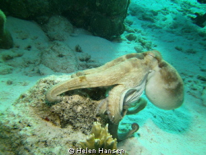 common Octopus by Helen Hansen 